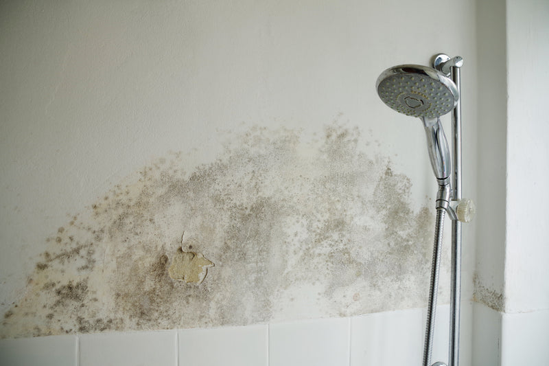 Schimmel im Bad und in der Dusche entfernen  schnell und einfach mit |  Zauberfein